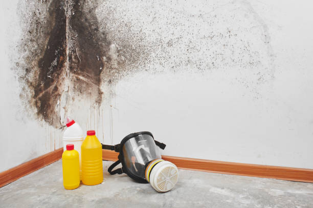 Best Preventive Mold Services in Burkburnett, TX