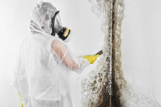 Best Kitchen Mold Remediation in Burkburnett, TX