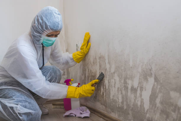 Best Basement Mold Remediation in Burkburnett, TX