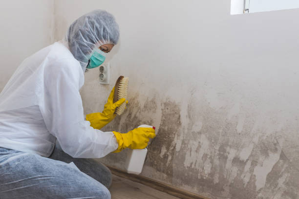 Best Localized Mold Remediation (e.g., coastal areas, humid climates) in Burkburnett, TX