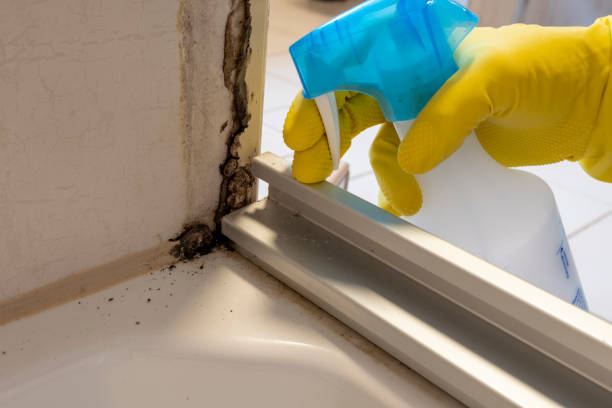 Best Preventive Mold Services in Burkburnett, TX