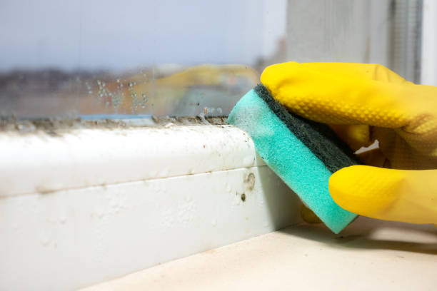 Burkburnett, TX Mold Remediation Company