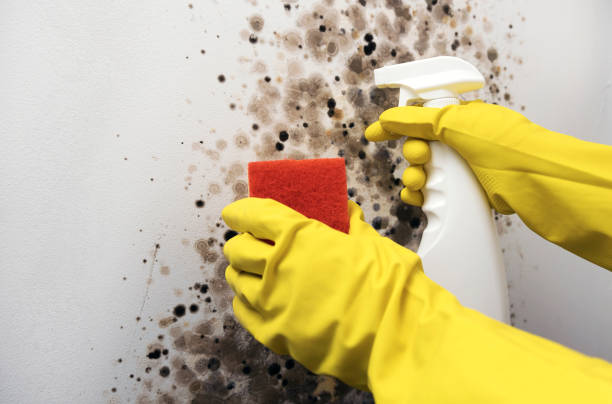  Burkburnett, TX Mold Removal Pros