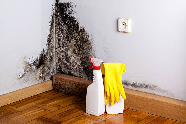 Best Bathroom Mold Remediation in Burkburnett, TX